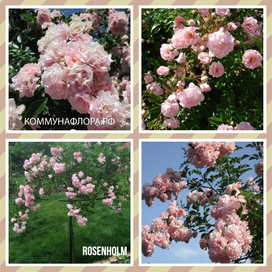 Rosenholm-плетистая роза