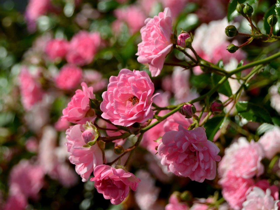 Чайная роза кустовая Садовая розовая