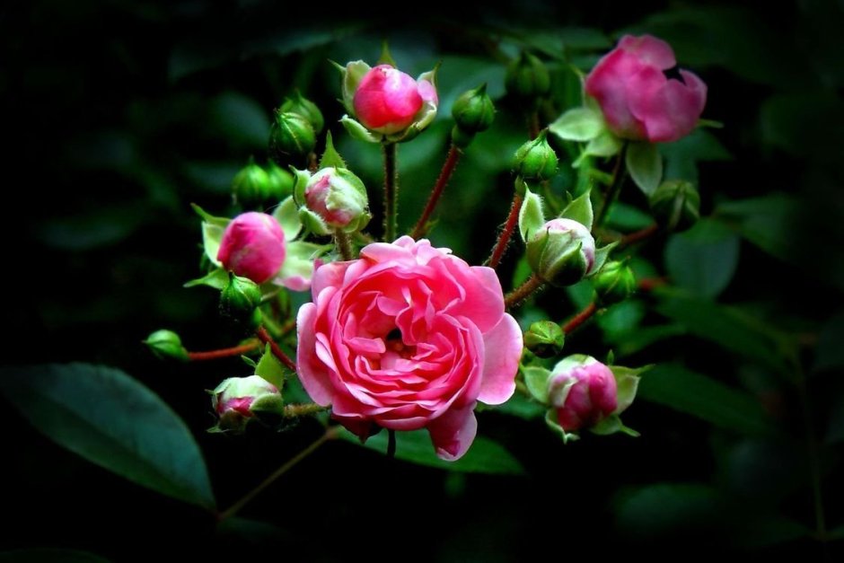 Роза рослин
