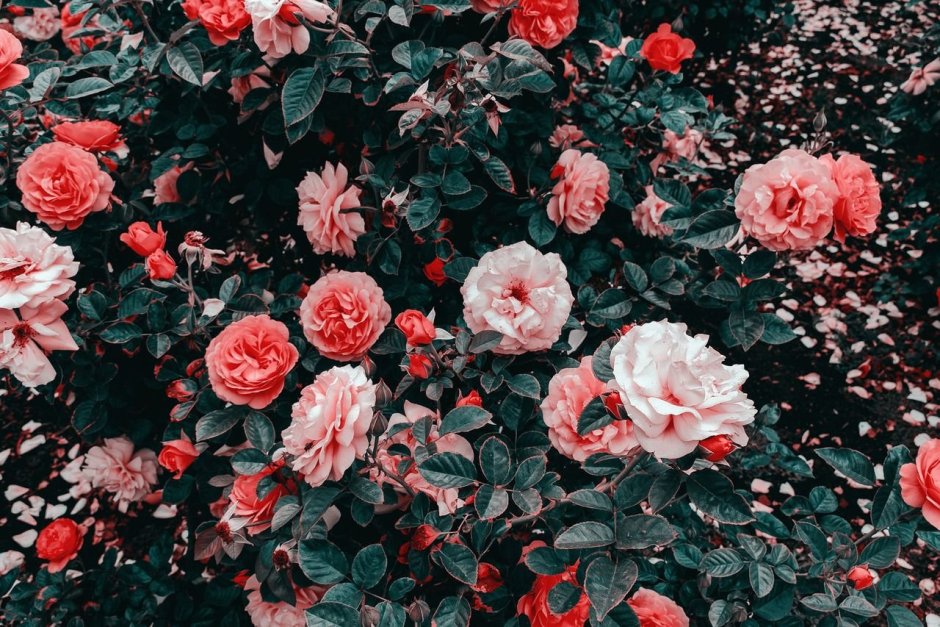 Роза aesthetic
