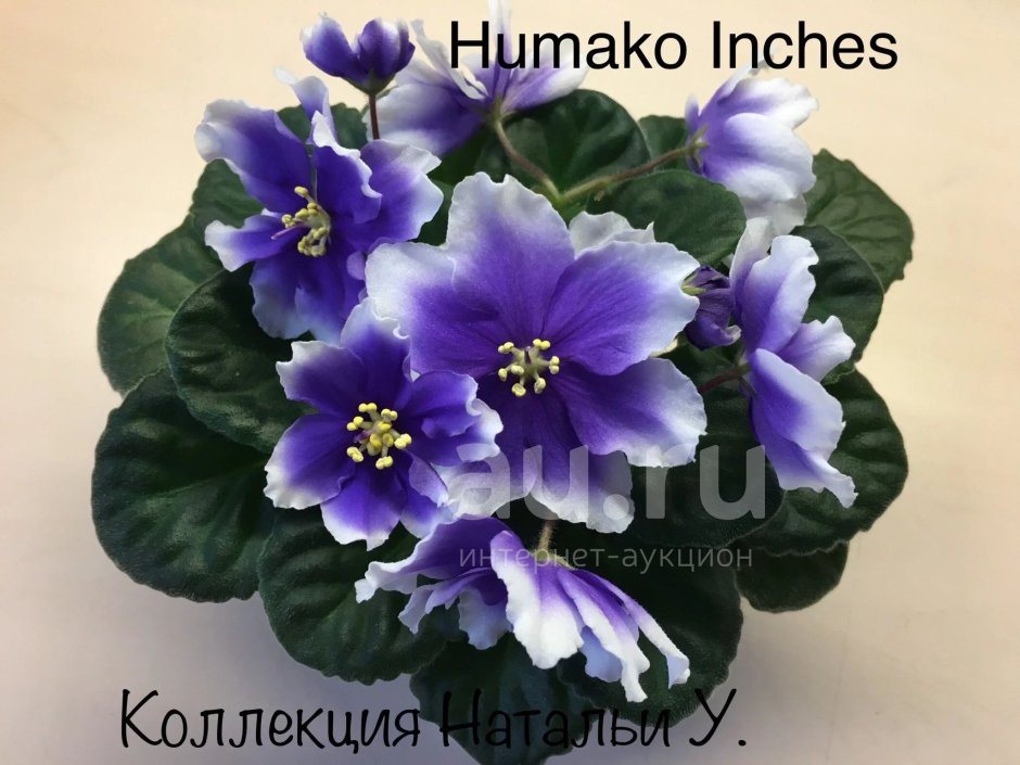 Фиалка Humako Purple cloud