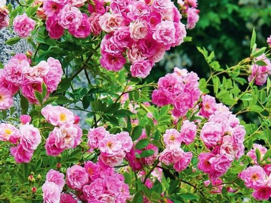 Розовый жемчуг роза плетистая