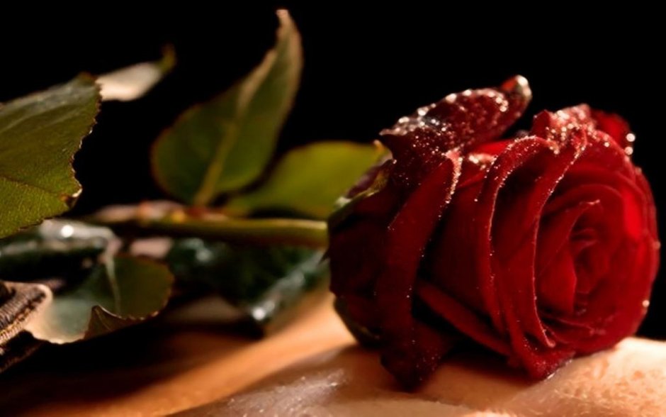 Эротичный романтичный роза