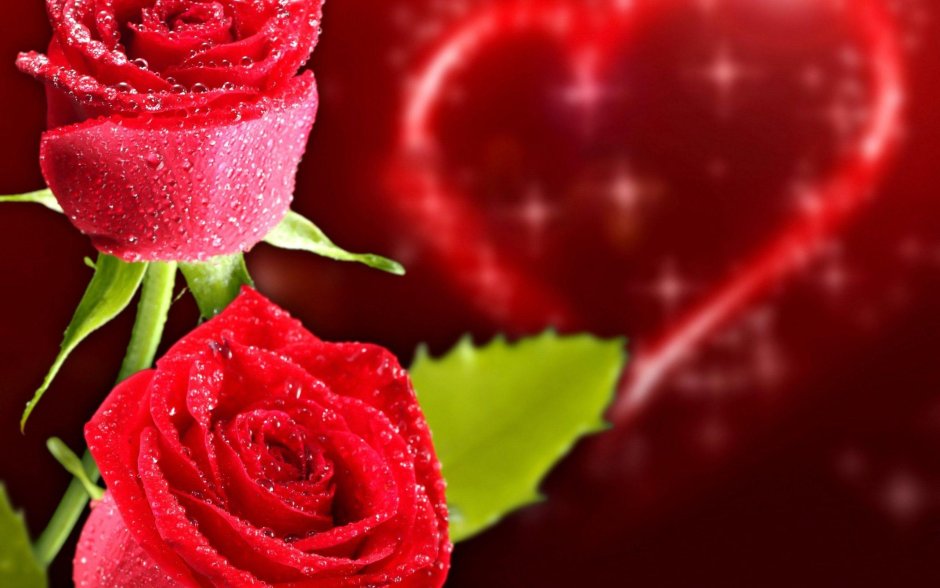 Романтика роза