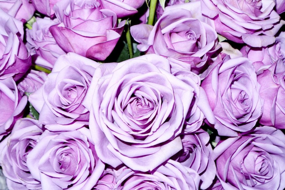 Цветочный фон с бело-фиолетовыми розами пн