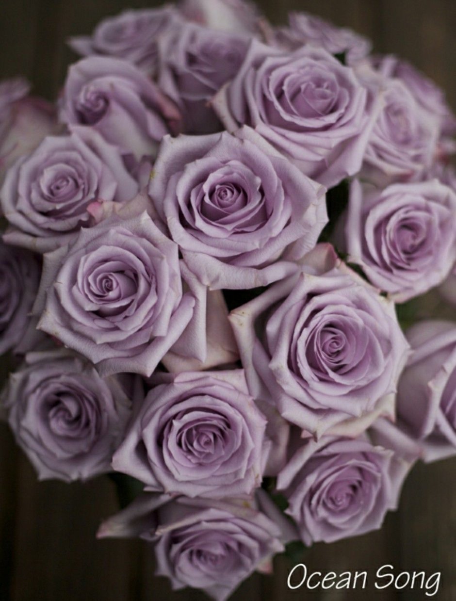 Фиолетовая роза одноголовая