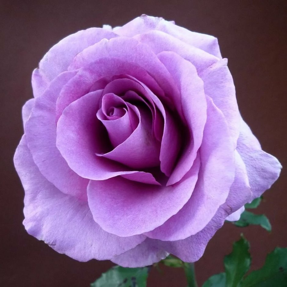 Роза чайно-гибридная дип перпл лиловая