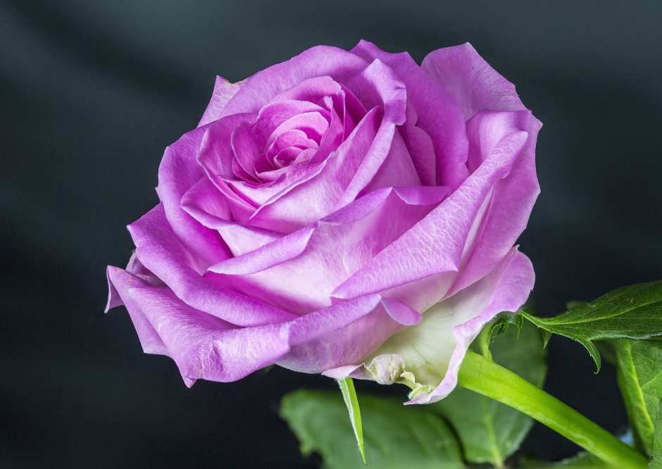Роза Lilac Rose