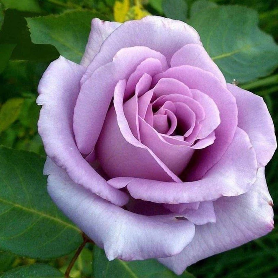 Роза темно фиолетовая бархатная