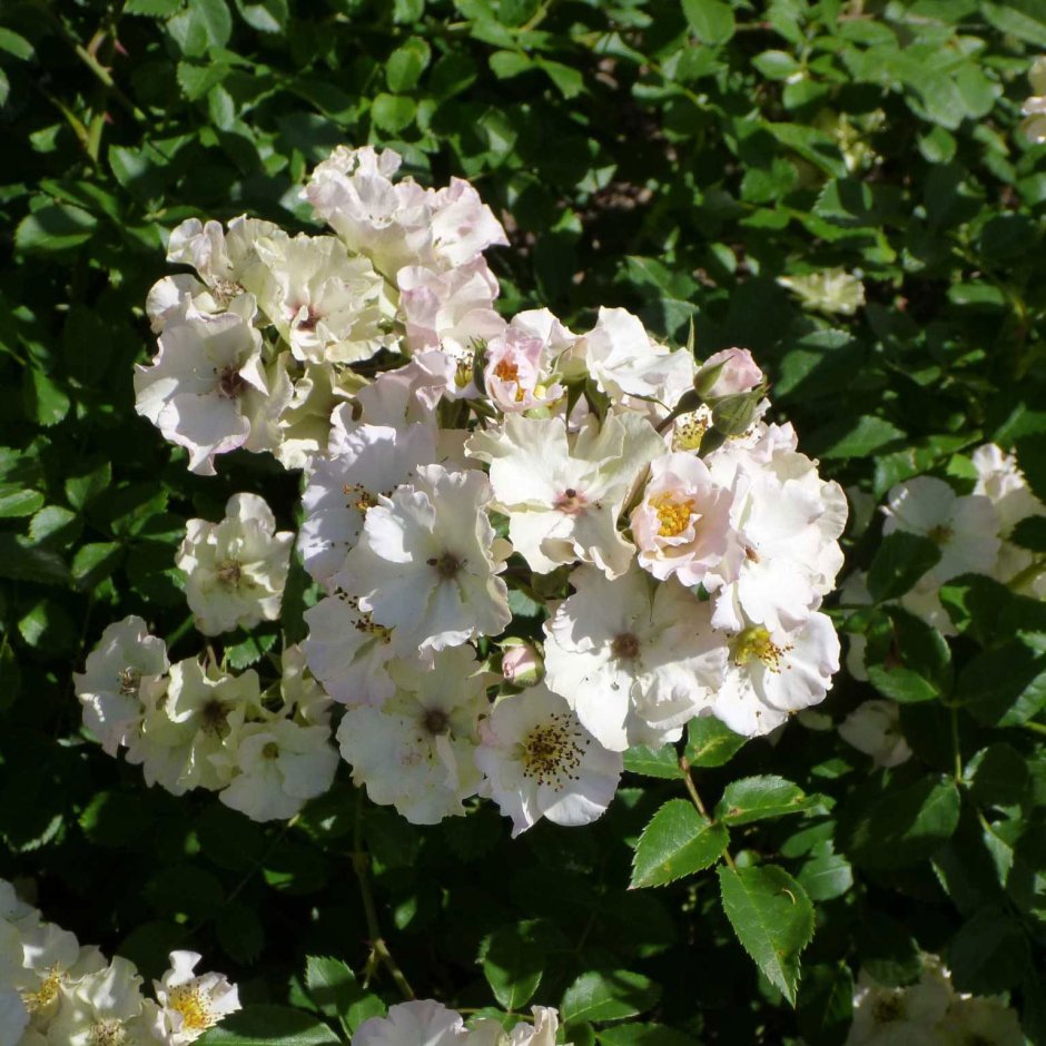 August Deusser роза