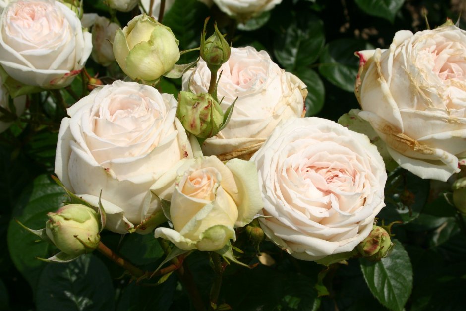 Роза флорибунда Aspirin Rose