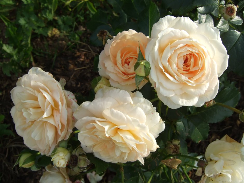 Роза Тантау Marie Antoinette