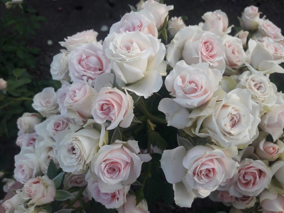 White Meidiland роза