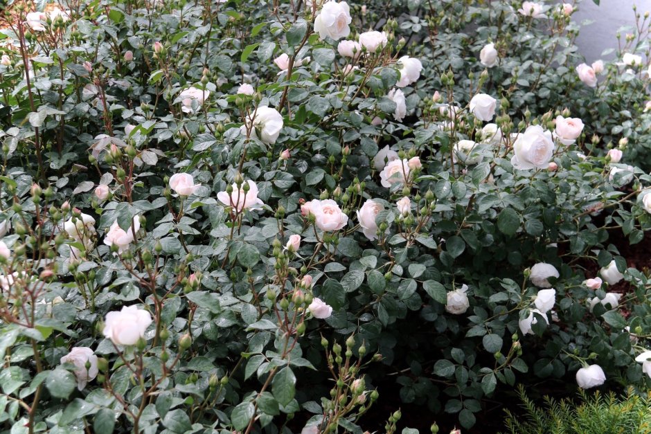 Роза аспирин Роуз (Aspirin Rose)