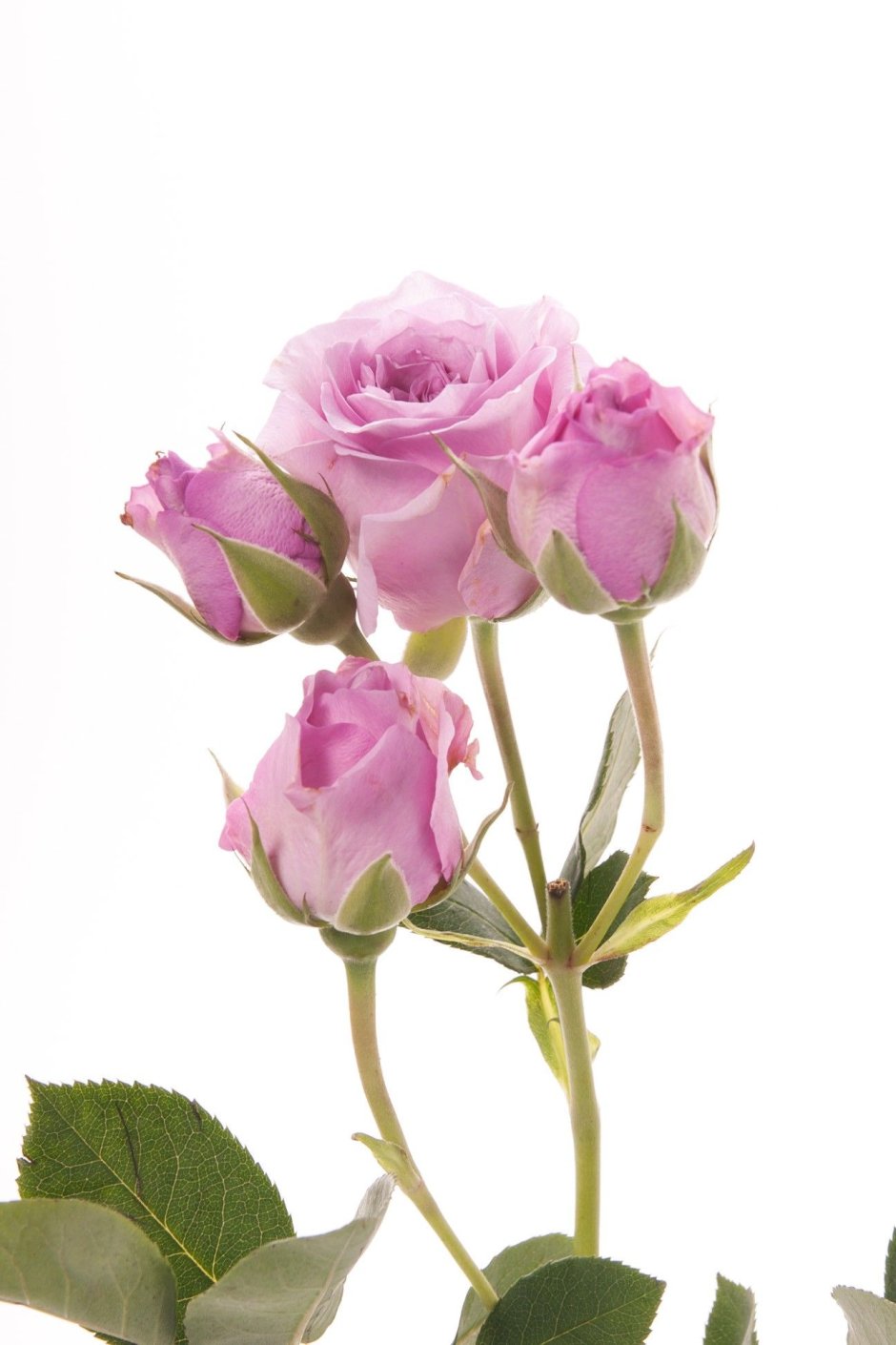 Роза кустовая Лавандер