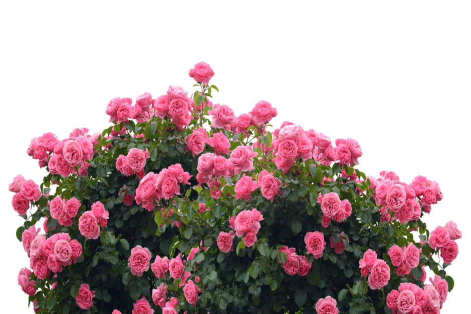 Girandola роза