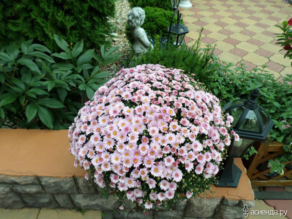 Хризантема мультифлора в цветнике