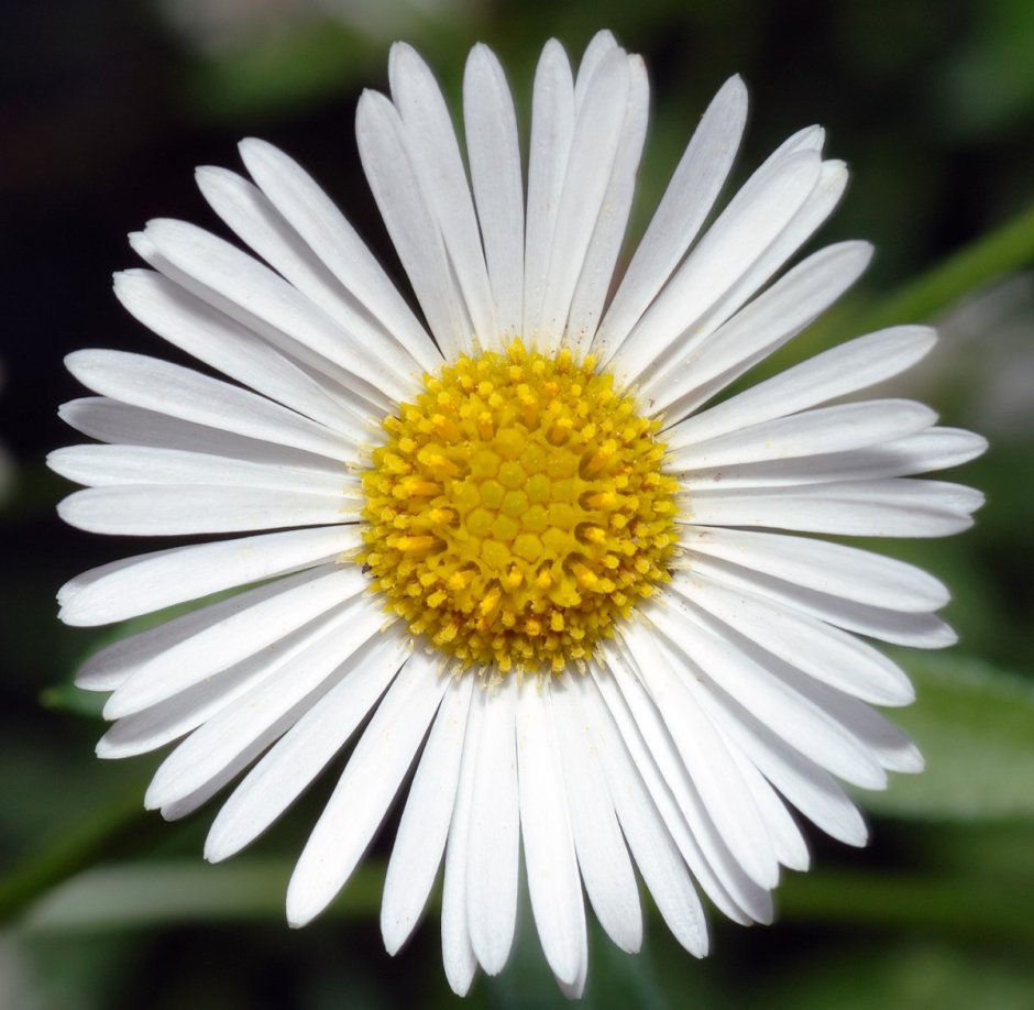 Asteraceae Erigeron