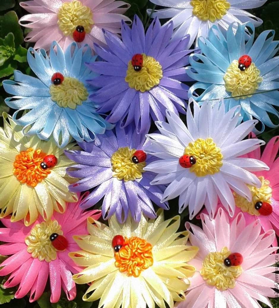 Цветы типа ромашек разноцветные