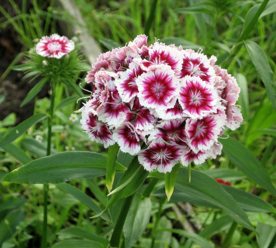 Etro Dianthus