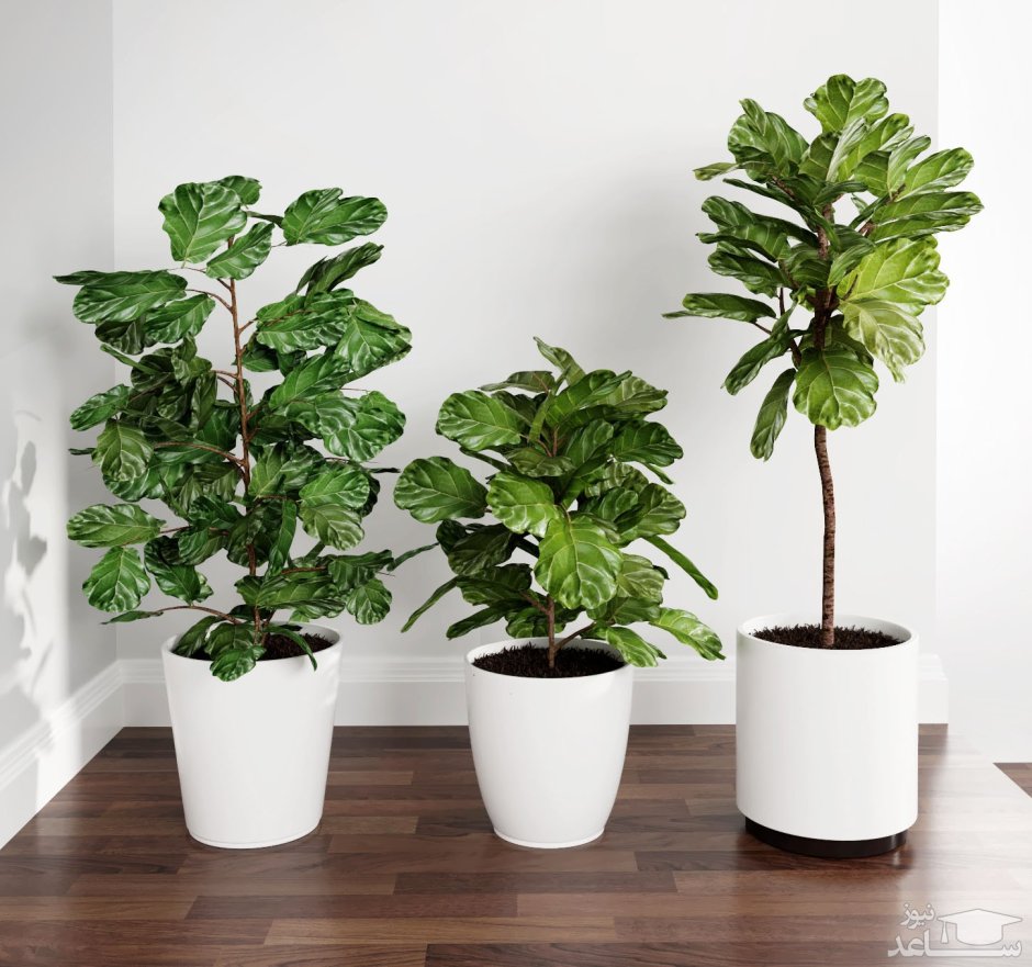 Фикус Air Cleaning houseplant