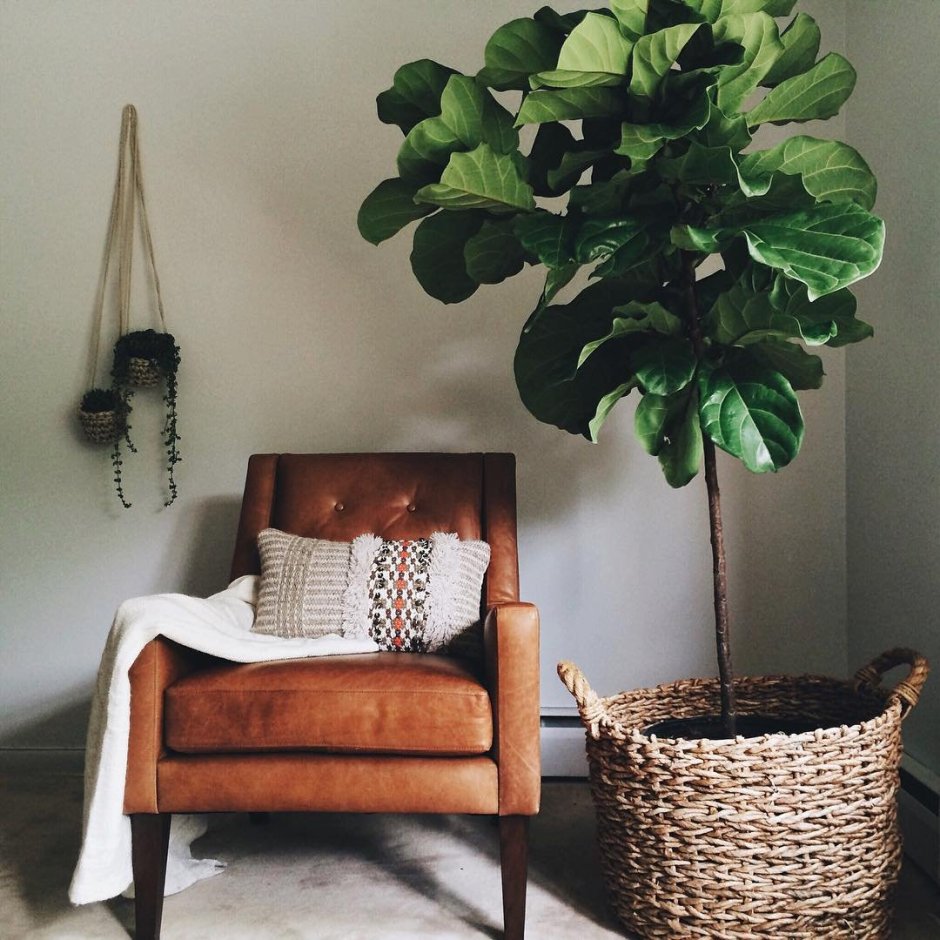 Fiddle Leaf Fig домашний