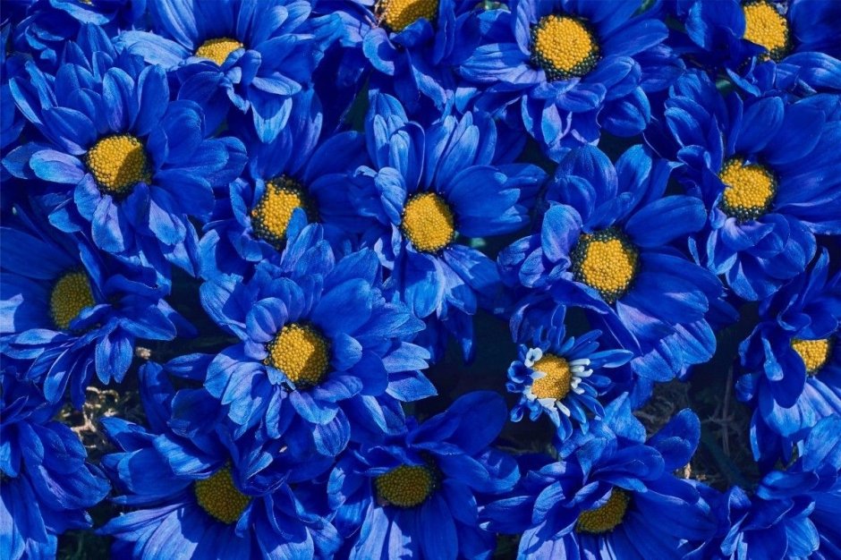 Цветы хризантемы синие