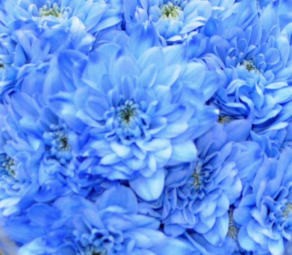 Панорама хризантемы голубые