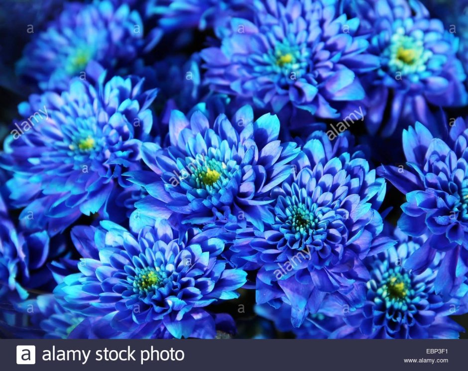 Хризантема кустовая синяя