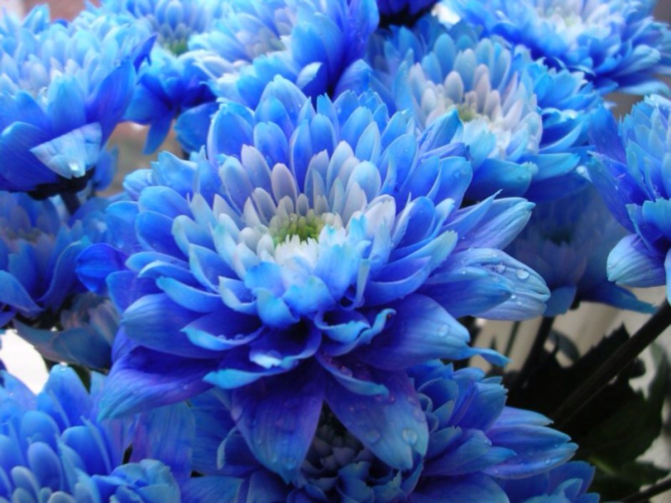 Хризантема голубая Лагуна