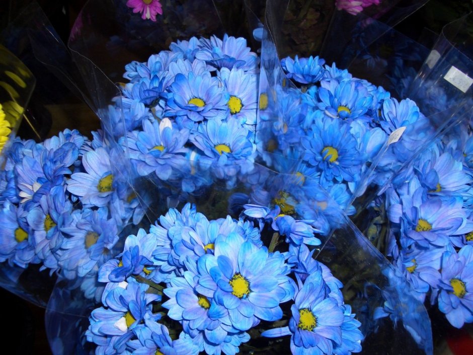 Синие хризантемы на клумбах
