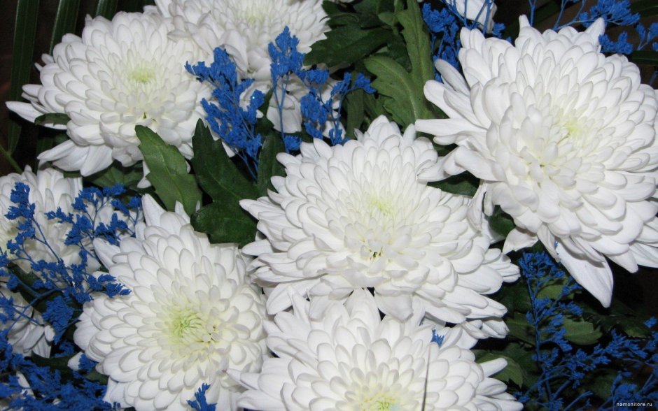 Цветы Астра Букетная белая
