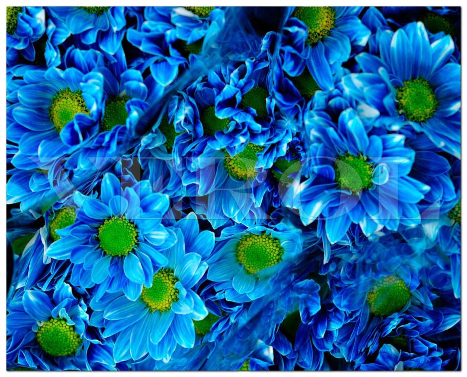 Цветы хризантемы синие