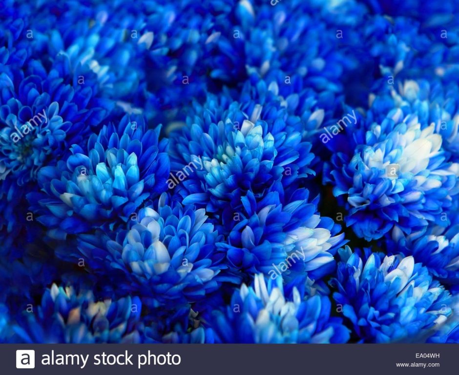 Японская Хризантема синяя