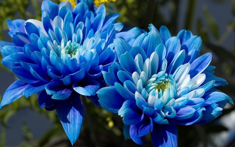 Разноцветные хризантемы синий