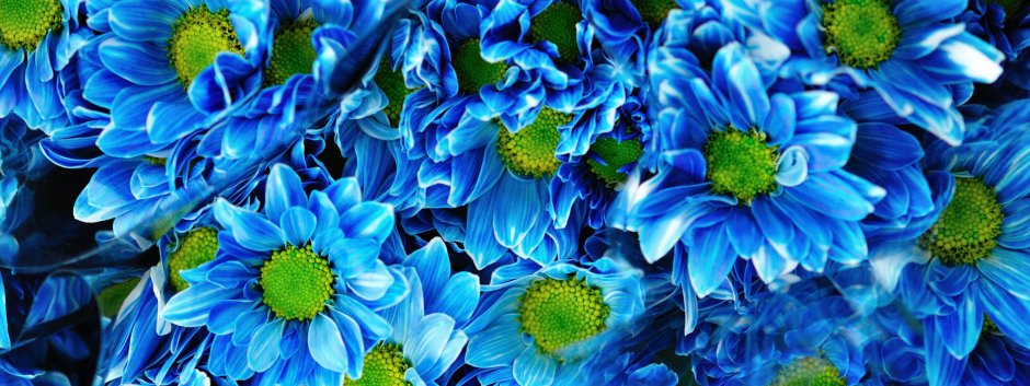 Нежно- голубые хризантемы