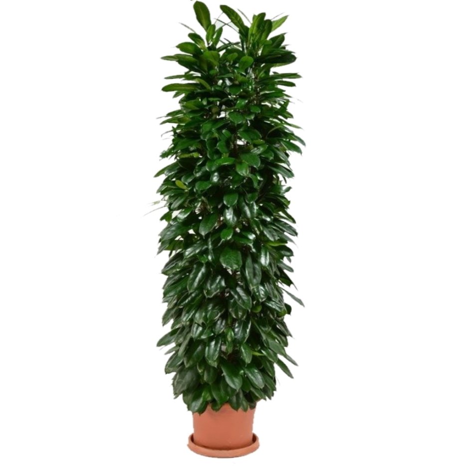 Фикус бокальчатоприлистниковый (Ficus cyathistipula)