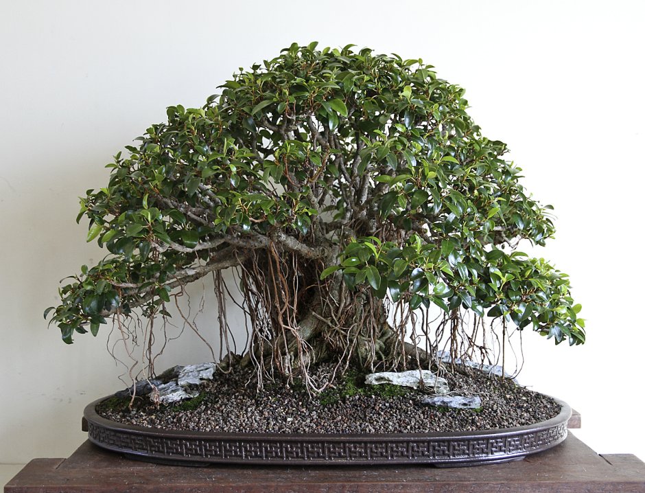 Ficus religiosa бонсай