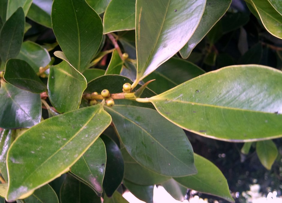 Ficus deltoidea (фикус дельтовидный) .