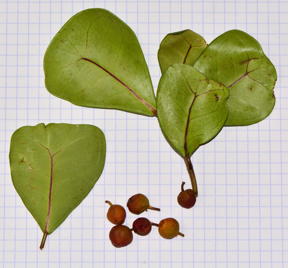Ficus deltoidea (фикус дельтовидный) .