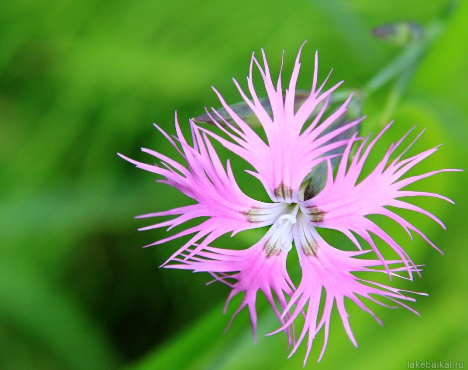 Цветок Лилия гвоздика фото