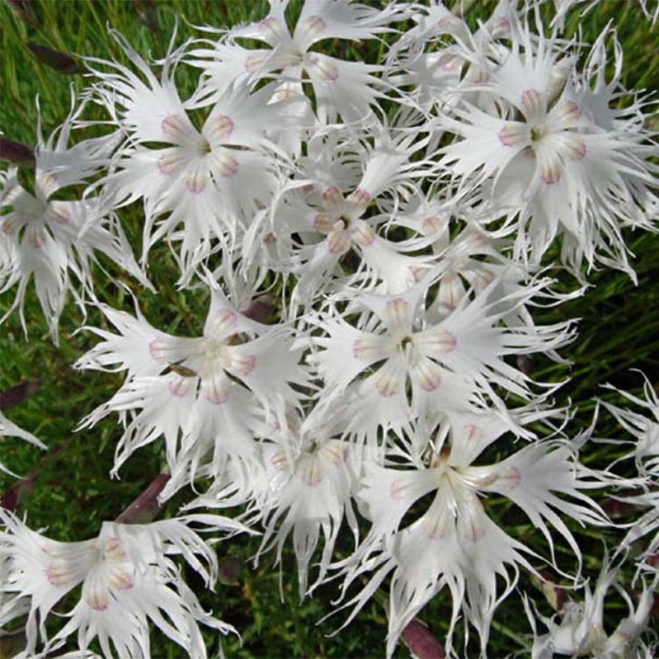 Гвоздика Уральская (Dianthus uralensis)