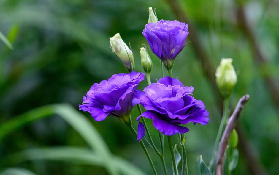 Dianthus Arabella Purple гвоздика