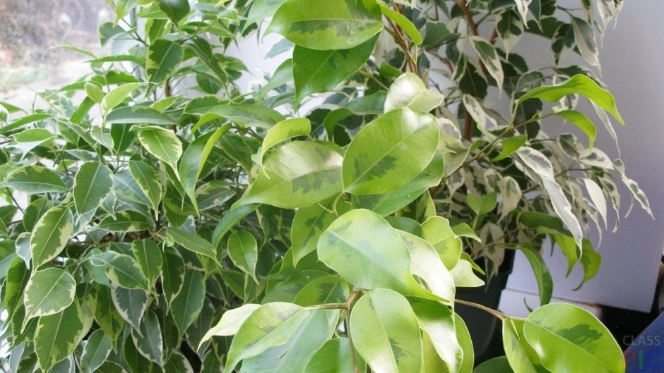Пеперомия туполистная variegata