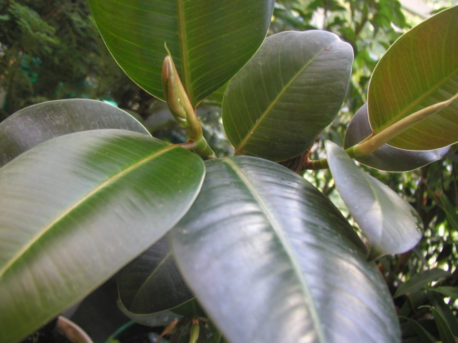 Обои из натуральных листьев фикуса