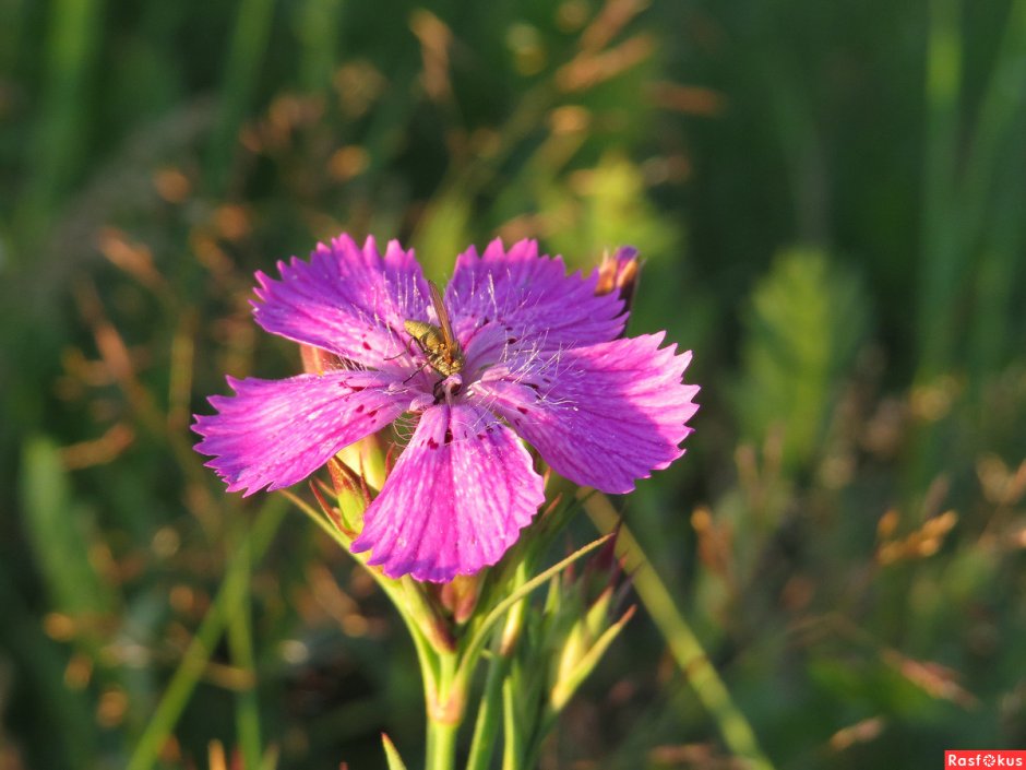 Гвоздика Полевая ( Dianthus Campestris)