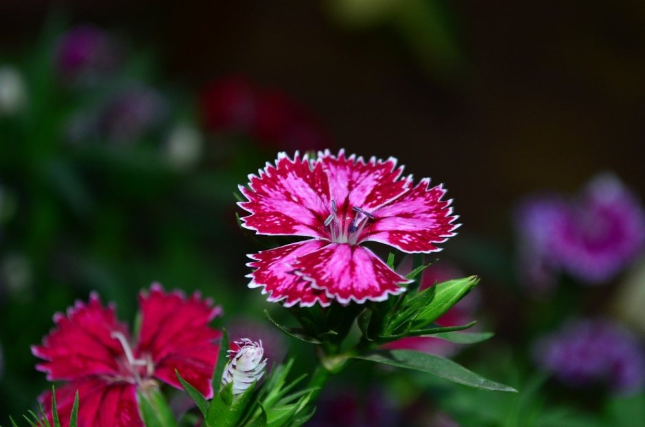 Dianthus versicolor - гвоздика Полевая