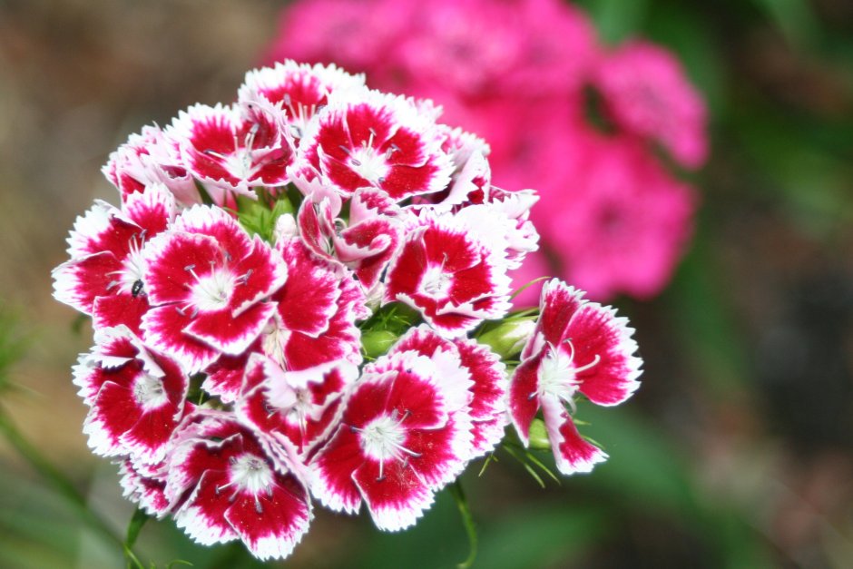 Dianthus chinensis гвоздика китайская