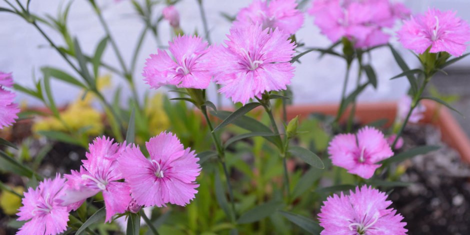 Гвоздика Евгении (Dianthus eugeniae Kleop.)