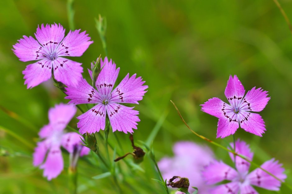 Dianthus versicolor - гвоздика Полевая